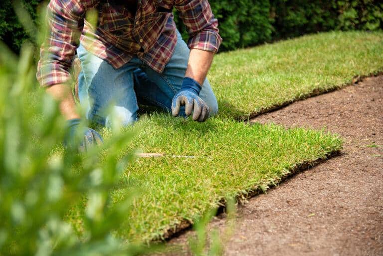 Green Dream Your Local Guide To Premium Grass Sod And Installation Services