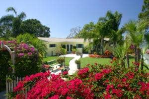 Revamp Your Garden How To Choose The Ideal Palm Trees Available For Purchase