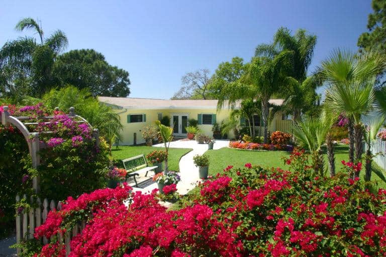 Revamp Your Garden How To Choose The Ideal Palm Trees Available For Purchase
